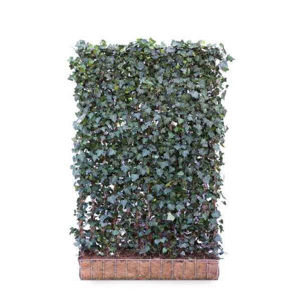 Ivy screen (Hedera helix 'Hibernica') 180cm high 120cm wide 